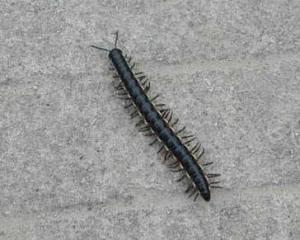 bolus是什么意思，boluses是什么意思中文