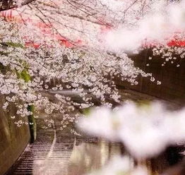 杏花天影表达什么情感，杏花天影歌词