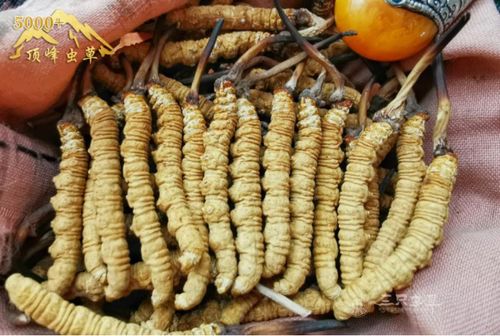 三只虫草读后感