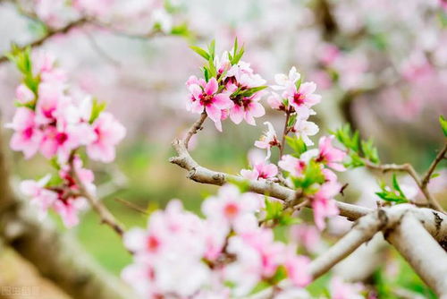 桃夭原文|翻译|赏析_原文作者简介