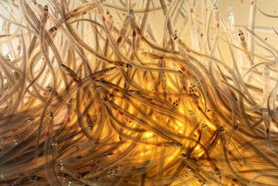 网络红人包包和阿紫 的来历