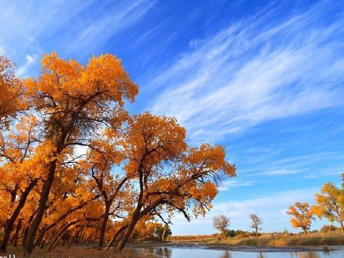 西风胡杨课文，西风胡杨阅读题答案