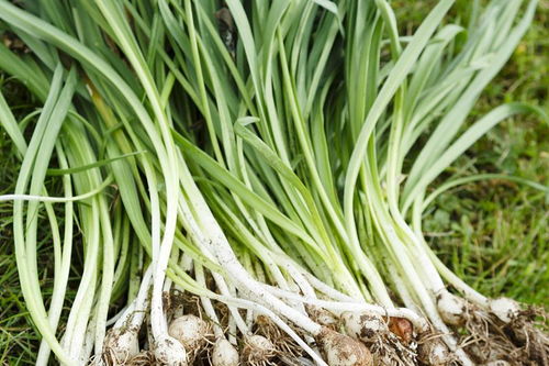 葱葱茏茏的意思是什么