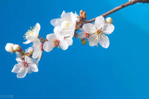 诗经周南桃夭翻译，诗经桃夭翻译