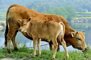 母爱的故事作文600字初二作文，母爱的故事20字