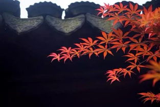 话桑麻是啥意思，把酒话桑麻全诗