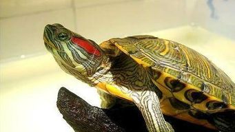 巴西龟能活多长时间?