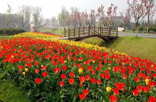 2022苏州赏樱花最佳的地方苏州赏樱花胜地有哪些