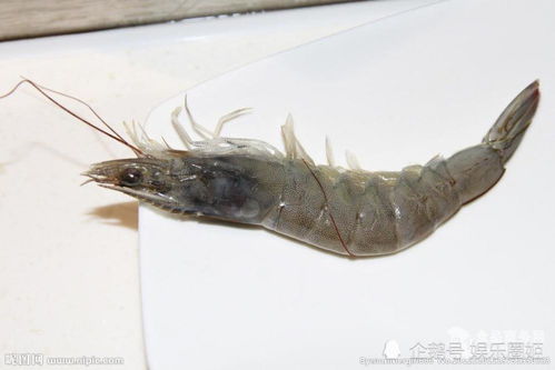 青虾养殖技术，青虾的家常做法简单