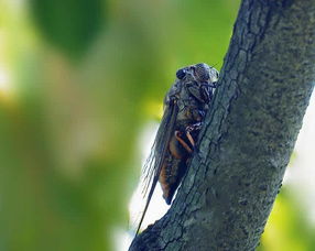 跟蝉有关的诗句