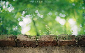 墙头草代表什么样的人，墙头草的诗句