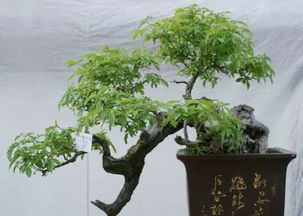 荆条读音是什么