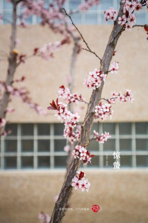 甄嬛传中《长相思》《杏花天影》全词,谢谢。