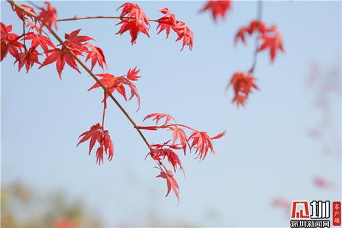 嫩红是什么意思
