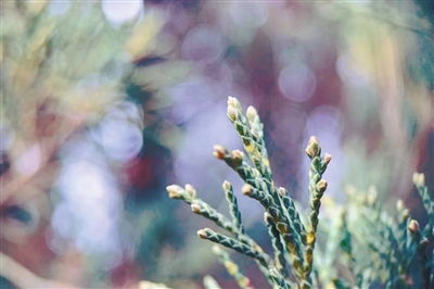 枝间新绿一重重 小蕾深藏数点红，枝间新绿一重重的下一句