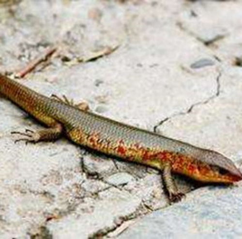 蛇婆子图片，蛇婆朝天香