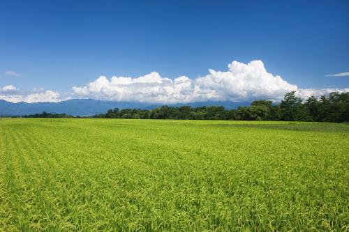 50亩等于多少平方米我妈妈租赁了50多亩地