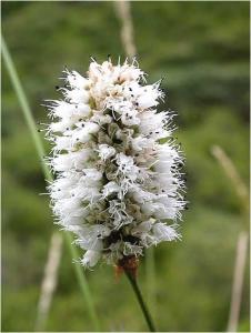 株牙廖是什么药材。好种植吗