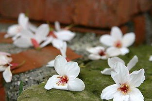 描写春天的对联带横批，描写春天的对联有什么