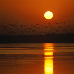 月极明于中秋观中秋之月临水胜翻译