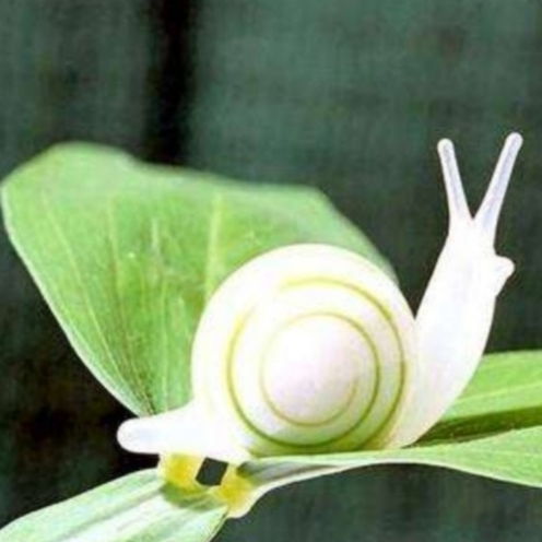 poorly怎么读，poorly designed