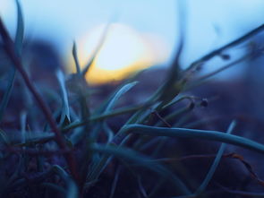 芒光是什么，芒光怎么做好吃