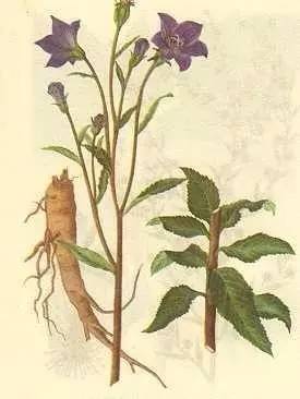 桔拼音，桔梗拼音怎么拼音