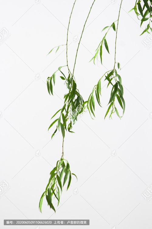 柳枝像什么，柳枝泡水功效与作用