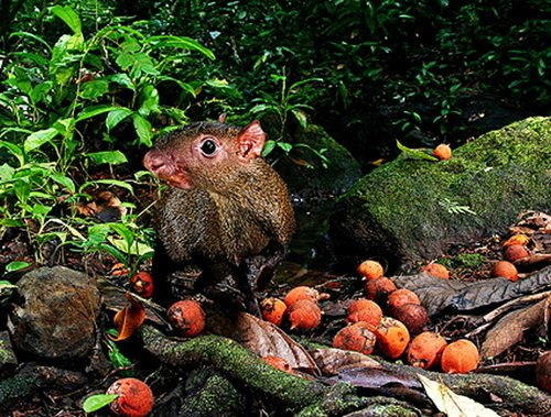 啮齿类动物和灵长类动物有哪些，啮齿类动物为什么不建议家养