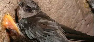 金丝燕燕窝与普通燕窝有什么关系和不同?