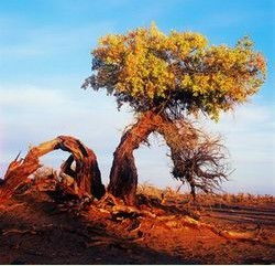 课文《西风胡杨》讲述了什么事