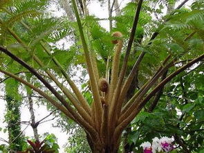 笔筒树有哪些特征?