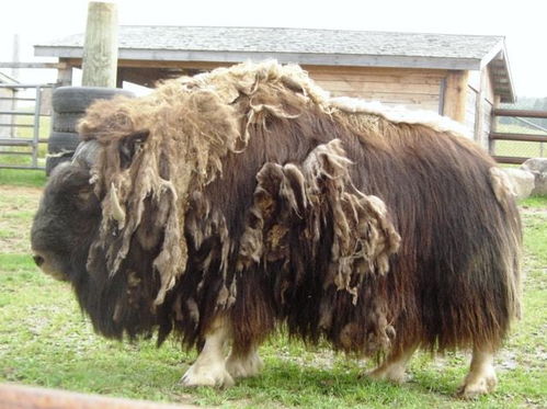 麝香牛黄丸多少钱一盒，麝香牛黄丸功效与副作用