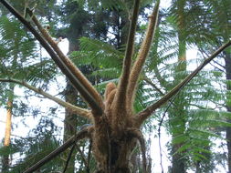 笔筒树为什么叫笔筒树，笔筒树年龄怎么看