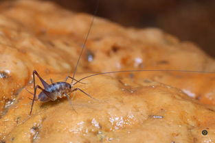 灶马是害虫还是益虫，灶马是什么昆虫