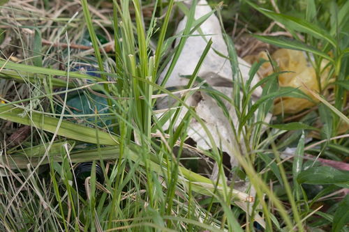 亦若是则已矣的是字是什么意思，其视下也亦若是则已矣