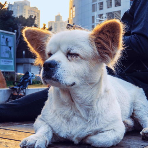 狗吃屎怎么解决，狗吃屎表情包