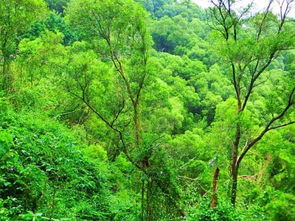 葱葱茏茏的意思的拼音，葱葱茏茏的意思和句子