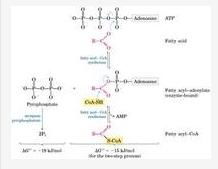 脂肪酸化学式，脂肪酸钠对皮肤有害吗