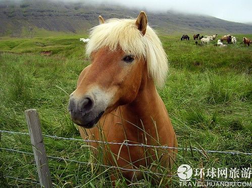 马的单词怎么读，骑的单词怎么读