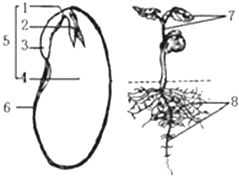 种子萌发的过程是怎样的?