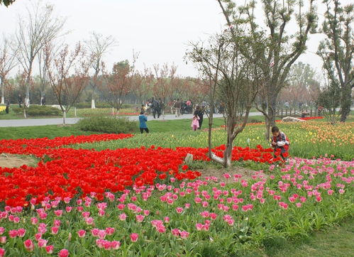 苏州中国花卉植物园地址，苏州中国花卉植物园图片