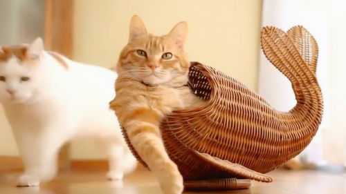 鱼猎小说，鱼猫多少钱一只