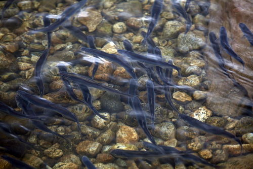 鱼类大全名字看图识，鱼的种类大全图片