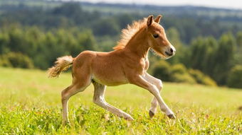 马驹是什么意思