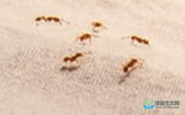 蚂蚁的启示作文600字优秀作文，观察蚂蚁的启示作文