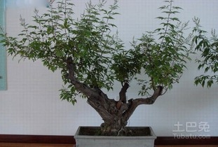 荆条树图片，荆条花