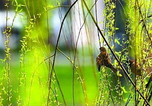 鸣啭啁啾的意思，虫鸣啁啾的意思