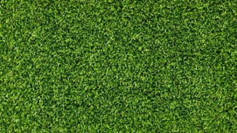 绿草如茵的茵怎么读，绿草如茵的茵是啥意思