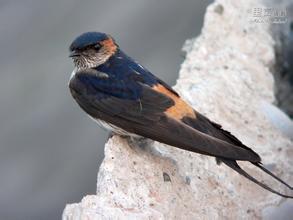 金丝燕智能锁，金丝燕窝图片